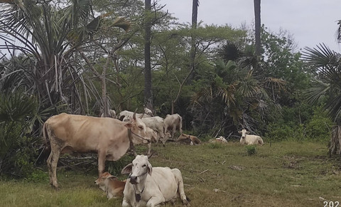 Suasana kampung dengan ribuan sapi di Kabupaten Situbondo, Sabtu (1/3/2025). Foto: Dok. Mili.id