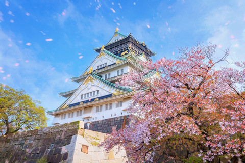 Menikmati pemandangan bunga sakura di Jepang.  Foto: Shutterstock