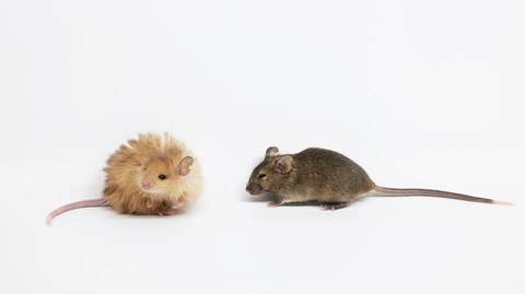 Perbandingan tikus berbulu dengan tikus normal.  Foto: Colossal Biosciences