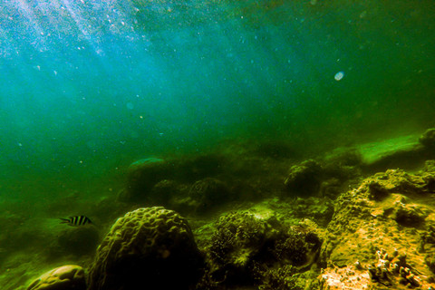 Terumbu Karang di Pulau Tidung: Kondisi terumbu karang di dalam perairan Pulau Tidung, Jakarta. Foto: Muhammad Adimaja/ANTARA FOTO