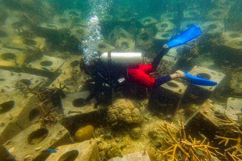 Menanam Terumbu Karang: Ketua Jaringan Daerah Perlindungan Laut Berbasis Masyarakat (DPL-BM) Pulau Tidung Lahmanudin Jordy alias Limbad menanam terumbu karang di dalam perairan Pulau Tidung, Jakarta. Foto: Muhammad Adimaja/ANTARA FOTO