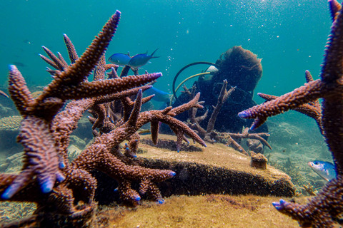 Menanam Terumbu Karang: Ketua Jaringan Daerah Perlindungan Laut Berbasis Masyarakat (DPL-BM) Pulau Tidung Lahmanudin Jordy alias Limbad menanam terumbu karang Acropora cervicornis di dalam perairan Pulau Tidung, Jakarta. Foto: Muhammad Adimaja/ANTARA FOTO