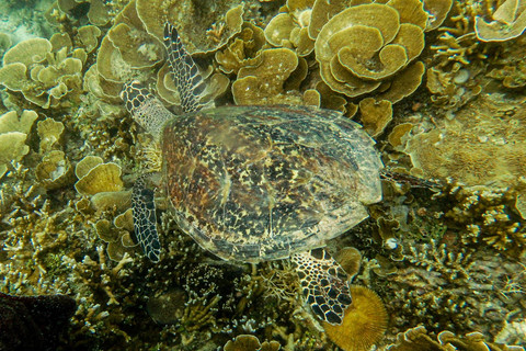 Keberagaman di Pulau Tidung: Penyu hijau (Chelonia mydas) berenang di atas terumbu karang Montipora aquituberculata  di dalam perairan Pulau Tidung, Jakarta. Foto: Muhammad Adimaja/ANTARA FOTO