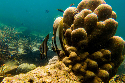 Keberagaman di Pulau Tidung: Ikan anglefish (pterophyllum) berenang di antara terumbu karang Sidesratra sidereal di dalam perairan Pulau Tidung, Jakarta. Foto: Muhammad Adimaja/ANTARA FOTO