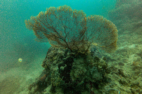 Terumbu Karang: Terumbu karang di dalam perairan Pulau Tidung, Jakarta. Foto: Muhammad Adimaja/ANTARA FOTO