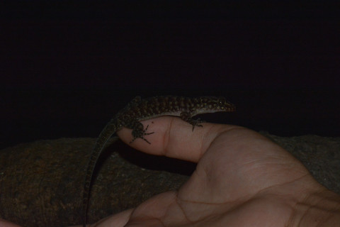 Cecak pecelmadiun. Foto: BRIN
