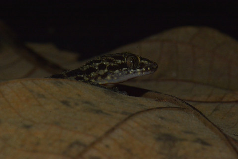 Cecak pecelmadiun. Foto: BRIN