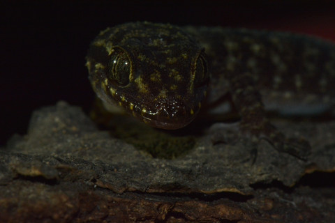 Cecek pecelmadiun. Foto: BRIN