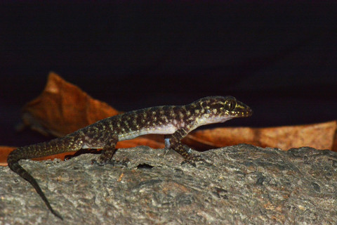 Cecak pecelmadiun. Foto: BRIN