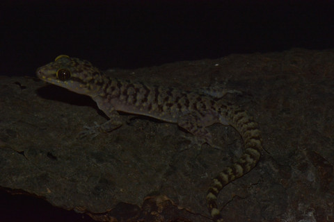 Cecek pecelmadiun. Foto: BRIN