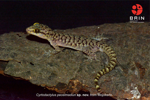 Cecak pecelmadiun. Foto: BRIN