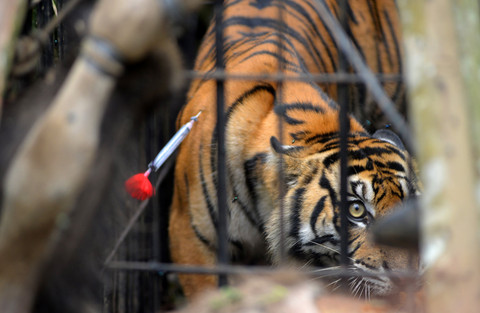 Seekor harimau sumatera (Panthera tigris sumatrae) terperangkap di kandang jebak di hutan Nagari Tigo Balai, Matur, Agam, Sumatera Barat, Rabu (12/3/2025). Foto: Iggoy el Fitra/ANTARA FOTO