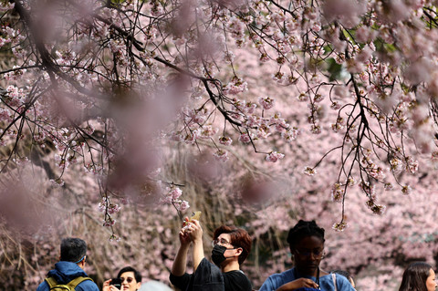 Pengunjung melihat bunga sakura Ookanzakura yang mekar lebih awal hampir sepenuhnya di Taman Ueno di Tokyo, Jepang, Kamis (13/3/2025). Foto: Issei Kato/REUTERS