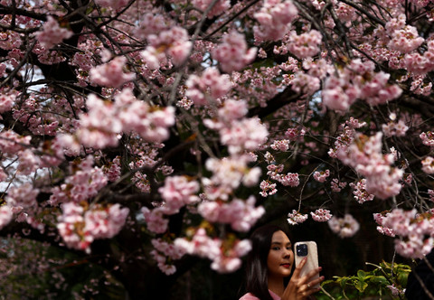 Seorang pengunjung swafoto di bawah bunga sakura Ookanzakura yang mekar lebih awal hampir sepenuhnya di Taman Ueno di Tokyo, Jepang, Kamis (13/3/2025). Foto: Issei Kato/REUTERS