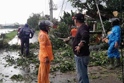 Pohon tumbang imbas angin puting beliung di Desa Bugis, Kecamatan Anjatan, Kabupaten Indramayu, Minggu (16/3/2025). Foto: Dok. Istimewa