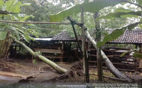 Pohon tumbang di Gunungkidul. Foto: Dok. BPBD DIY