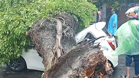 Mobil Turis Tertimpa Pohon di Bali. Foto: Istimewa