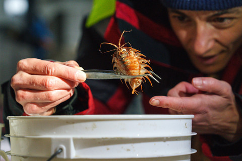 Hewan eksplorasi bawah laut Antartika R/V Falkor. Foto: Schmidt Ocean Institute