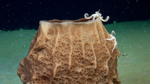 Eksplorasi bawah laut Antartika R/V Falkor. Foto: Schmidt Ocean Institute