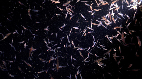 Eksplorasi bawah laut Antartika R/V Falkor. Foto: Schmidt Ocean Institute