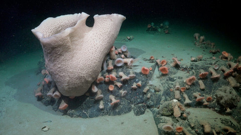 Eksplorasi bawah laut Antartika R/V Falkor. Foto: Schmidt Ocean Institute