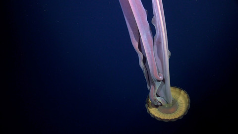 Hewan eksplorasi bawah laut Antartika R/V Falkor. Foto: Schmidt Ocean Institute
