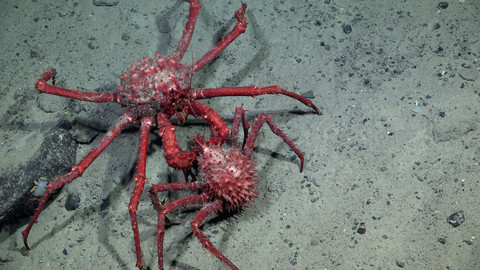 Eksplorasi bawah laut Antartika R/V Falkor. Foto: Schmidt Ocean Institute