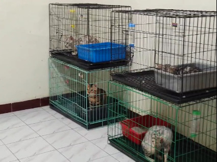 Kandang ekonomis dibanderol Rp 40 ribu per malam. dok kumparan
