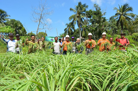 Ilustrasi serai wangi yang dibudidayakan PT Arutmin Indonesia. Foto: Arutmin