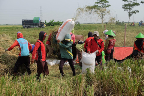 BULOG berhasil menyerap gabah petani lebih dari 750 ribu ton setara beras hingga Maret 2025 yang menjadi capaian tertinggi dalam 10 tahun terakhir. Foto: Dok. BULOG