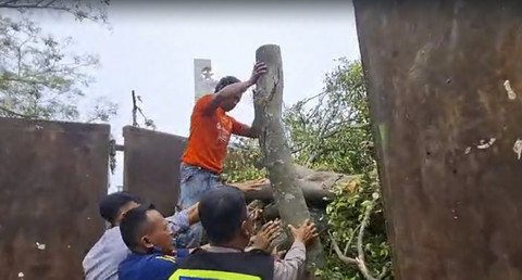 Pohon tumbang timpa jemaat Salat Idul Fitri di Pemalang. Foto: Dok. Polres Penalang 