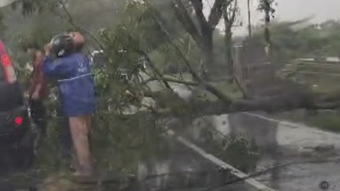 Pohon tumbang akibat hujan ekstrem di Jalan Socojogorogo, Ngawi, Jawa Timur, Senin (31/3/2025). Foto: Aditia Noviansyah/kumparan