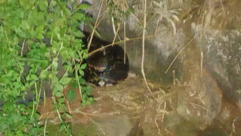 Python panjang 4 meter ditemukan di kampus Institut Teknologi Tangerang Selatan, Banten. Foto: Dok. Damkar