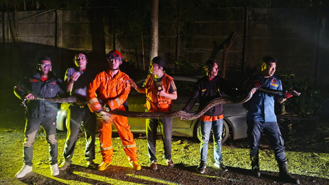 Python panjang 4 meter ditemukan di kampus Institut Teknologi Tangerang Selatan, Banten. Foto: Dok. Damkar