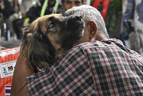 Kale, seekor anjing pelacak dari unit USAR K9 Thailand dibawa untuk menghibur para pengungsi korban gempa hebat di Bangkok, Thailand, Rabu (2/4/2025). Foto: Lillian Suwanrumpha/AFP