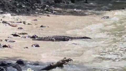 Seekor buaya muncul di perairan pantai ex Sapenan, Lampung Selatan. | Foto: Dok Istimewa