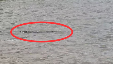 Seekor buaya muncul di perairan pantai ex Sapenan, Lampung Selatan. | Foto: Dok Istimewa 