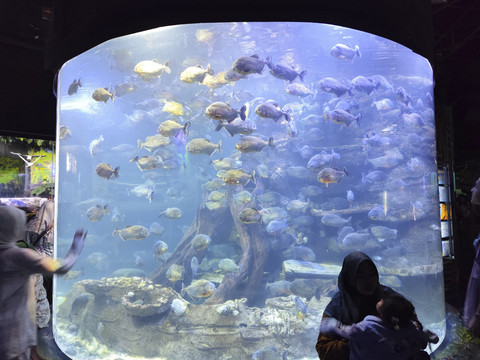 Ramainya pengunjung yang berwisata ke Seaworld, Ancol, Jakarta Utara, Sabtu (5/4/2025). Foto: Alya Zahra/kumparan 