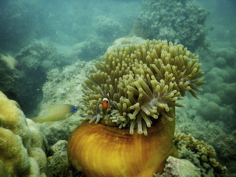 Keindahan bawah laut Pulau Mapur. Foto: Arya Rizky/Shutterstock
