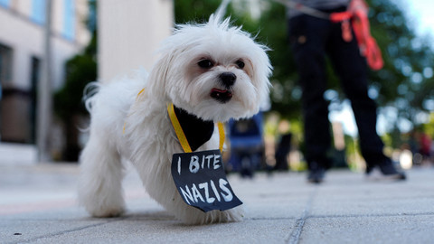 Seekor anjing dengan tanda tergantung di lehernya berjalan saat demonstran berunjuk rasa menentang Presiden AS Donald Trump dan penasihatnya Elon Musk dalam protes "Hands Off!" di luar gedung pengadilan Palm Beach County, di West Palm Beach, Florida. Foto: REUTERS/Kent Nishimura