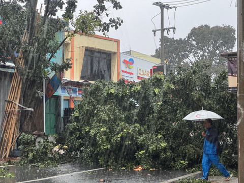Pohon tumbang di Jalan Raya Pondok Rajeg, Cibinong, Minggu (6/4). Foto: kumparan