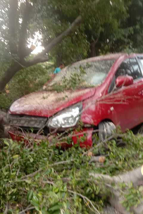 Pohon tumbang di Jalan Lenteng Agung, Jakarta Selatan, Minggu (6/4/2025). Foto: X/ @TMCPoldaMetro
