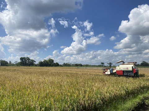 Pertanian di wilayah Kabupaten Sleman.  Foto: Resti Damayanti/Pandangan Jogja
