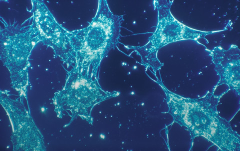 Ilustrasi Perbedaan Mitosis dan Meiosis    Sumber Unsplash/National Cancer Institute