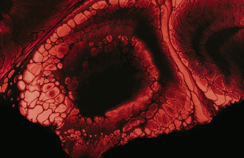 Ilustrasi Perbedaan Mitosis dan Meiosis    Sumber Unsplash/Pawel Czerwinski