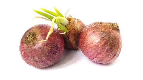 ilustrasi bawang bertunas. Foto: TaweePhoto/Shutterstock