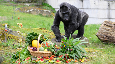 Seekor gorila betina bernama Fatou menerima sekeranjang buah untuk menandai ulang tahunnya yang ke-66 di Kebun Binatang Berlin pada 13 April 2023. Foto: Tobias SCHWARZ / AFP