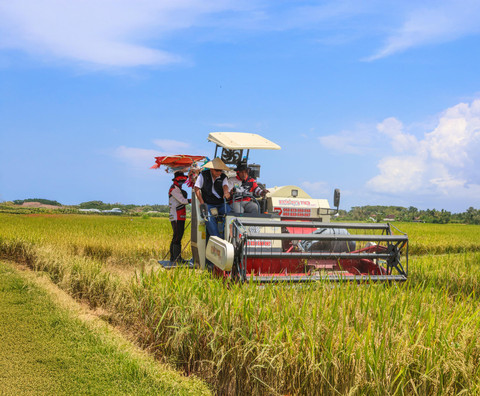 Panen raya gabah beras pada Bulan April, 2025. Foto: Dok. BULOG