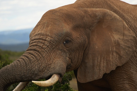 Ilustrasi Apa Itu Lirili Larila. Foto: dok. Unsplash/Wolfgang Hasselmann