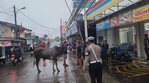 Petugas kepolisian mengamankan seekor sapi yang masuk ke sebuah mini market di Kelapa Dua, Depok, Rabu (16/4). Foto: dok. Satlantas Polres Depok
